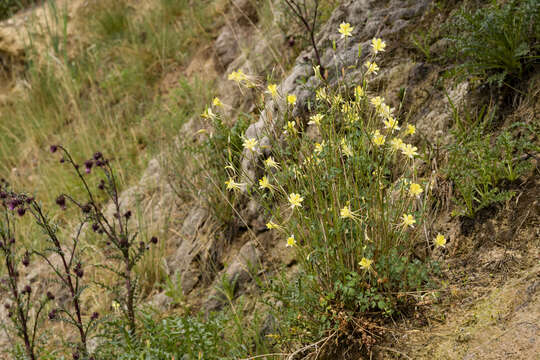 Image of Chaplin's golden columbine