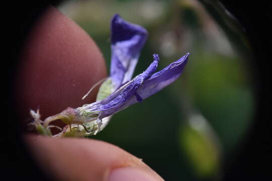 Image of Boreal Sweetvetch