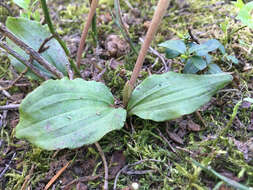 Image of fairy slipper