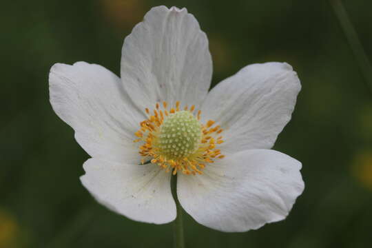 Image of Snowdrop Anemone