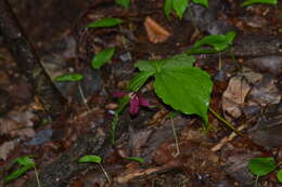 Imagem de Trillium erectum var. erectum