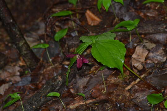 Imagem de Trillium erectum var. erectum