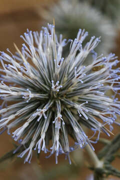 Image of Echinops spinosissimus subsp. bithynicus (Boiss.) Greuter