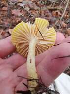 Image of Hygrophorus lucorum Kalchbr. 1874