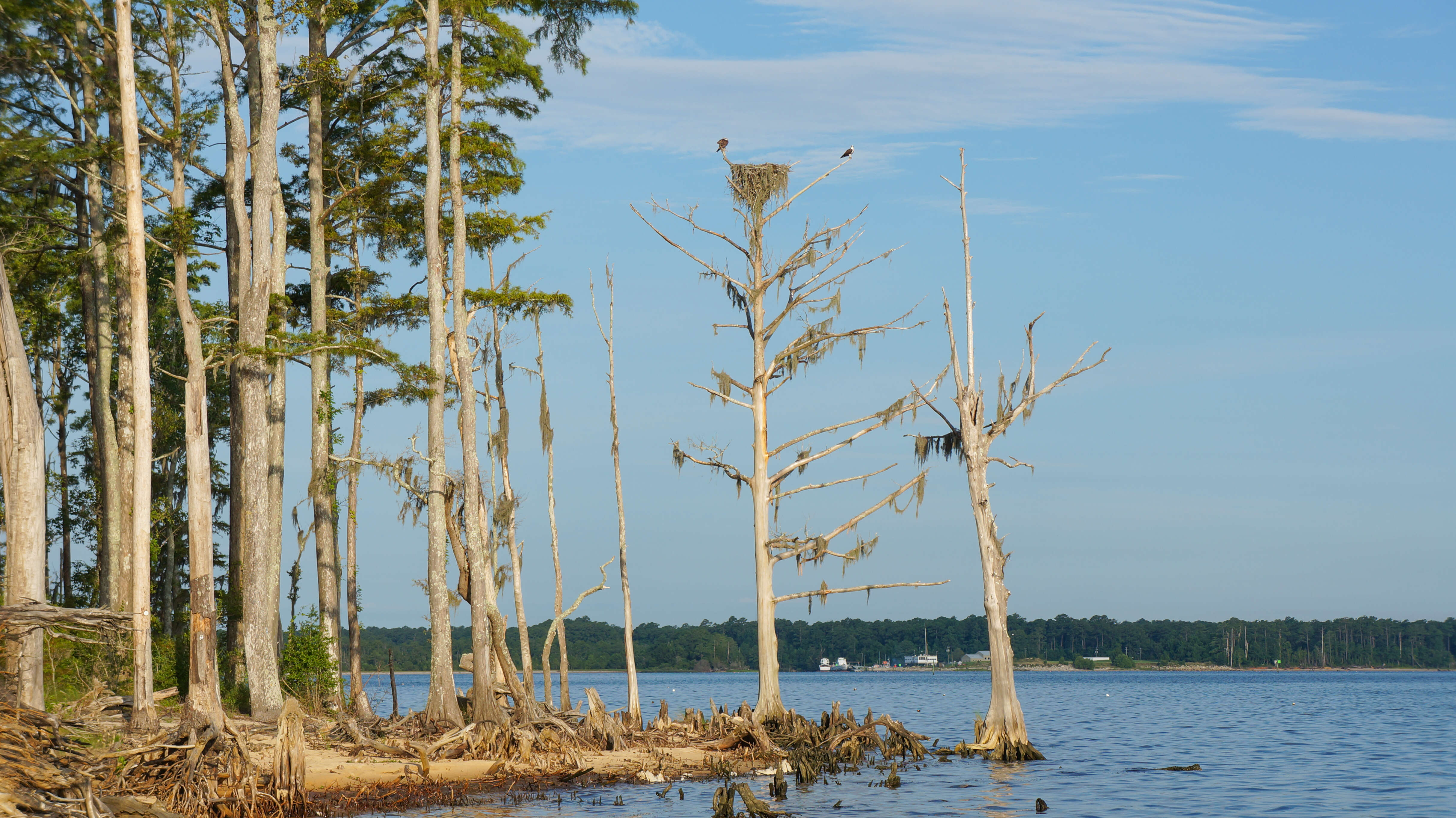 Image of ospreys