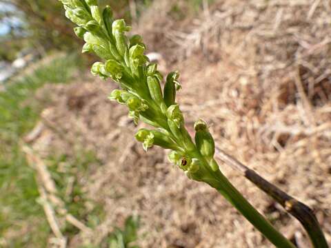 Image of Common onion orchid