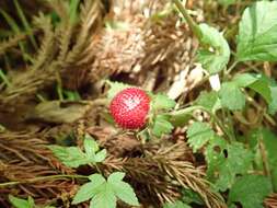 Image of Potentilla wallichiana Ser.