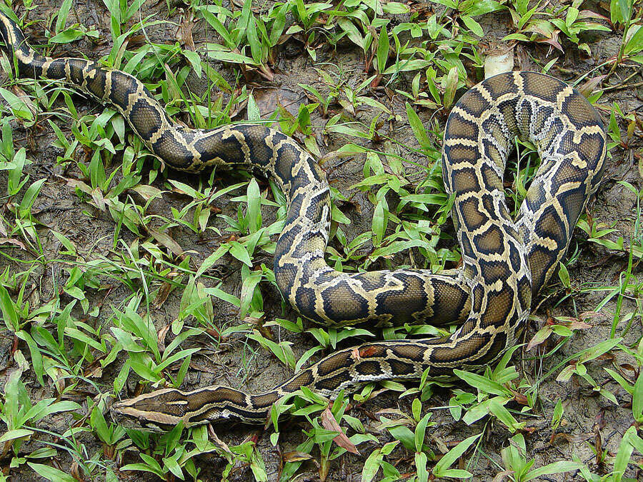 Image of African rock python