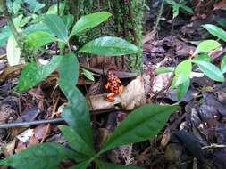 Image of Oophaga solanensis Posso-Terranova & Andrés 2018