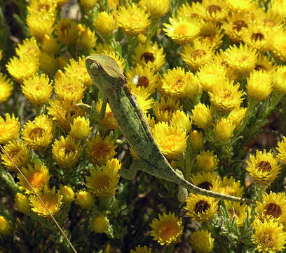 Image of Common African Flap-necked Chameleon