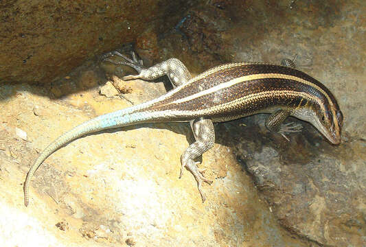 Image of African Five-lined Skink