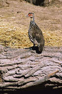 Pternistis leucoscepus (Gray & GR 1867) resmi