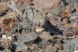 Trimerotropis occidentalis (Bruner & L. 1889) resmi