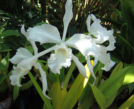 Image of Cattleya lobata Lindl.