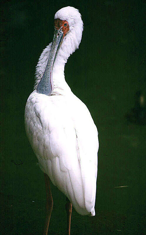 Image of African Spoonbill