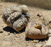 Image of Chestnut-bellied Sandgrouse