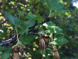 Image of hillside gooseberry