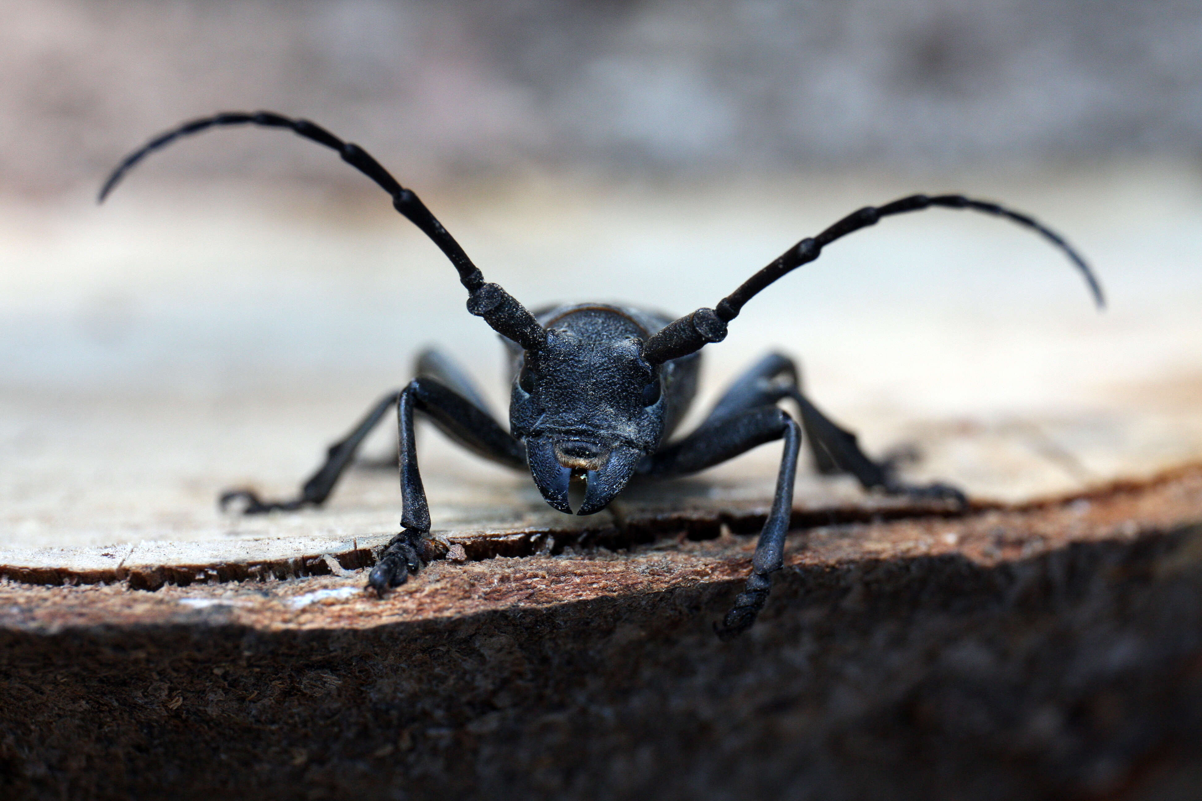 Image de Morimus funereus Mulsant 1862