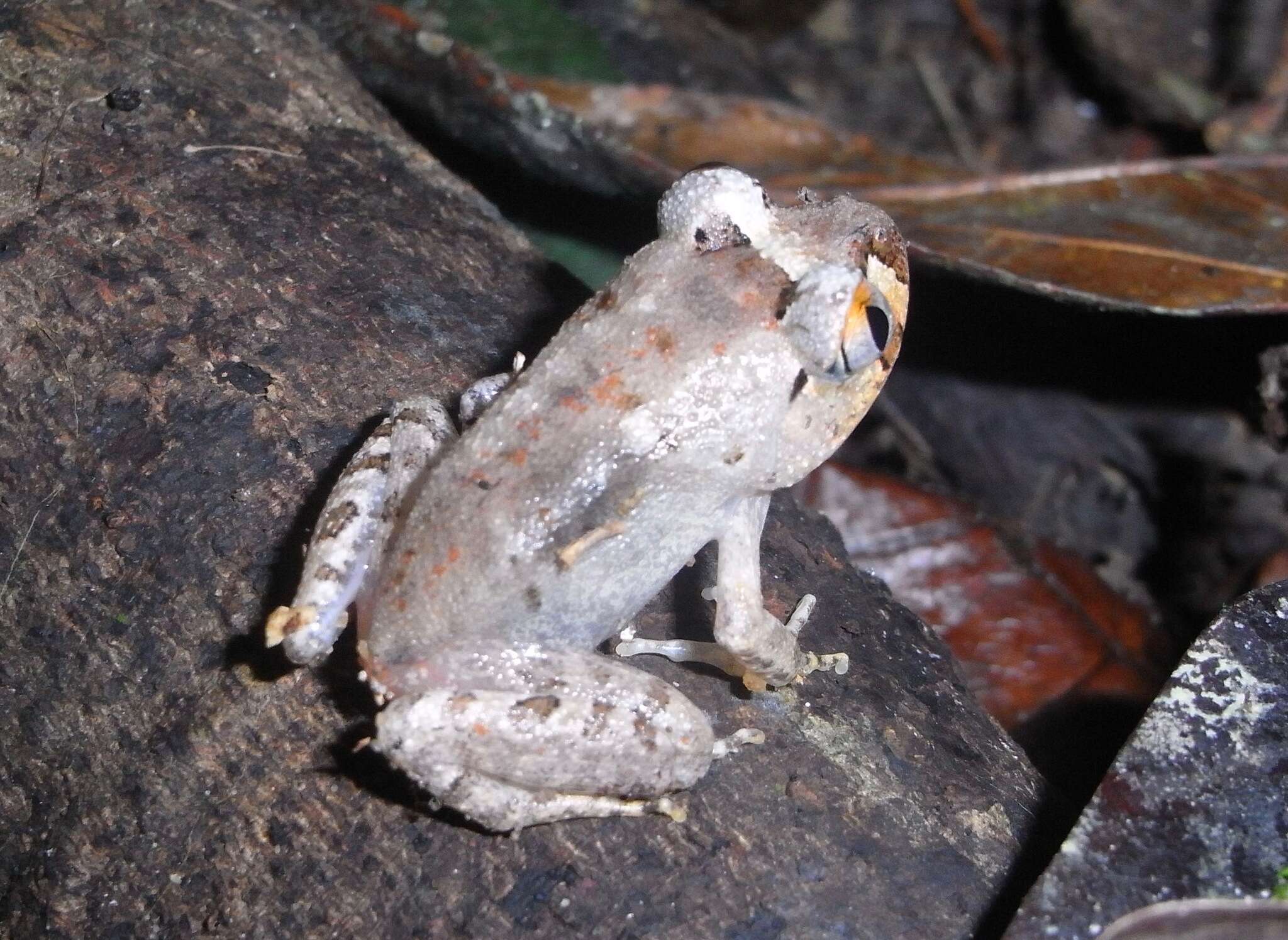 Image de Astylosternus laticephalus Rödel, Hillers, Leaché, Kouamé, Ofori-Boateng, Diaz & Sandberger 2012