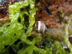 Littorina saxatilis (Olivi 1792)的圖片