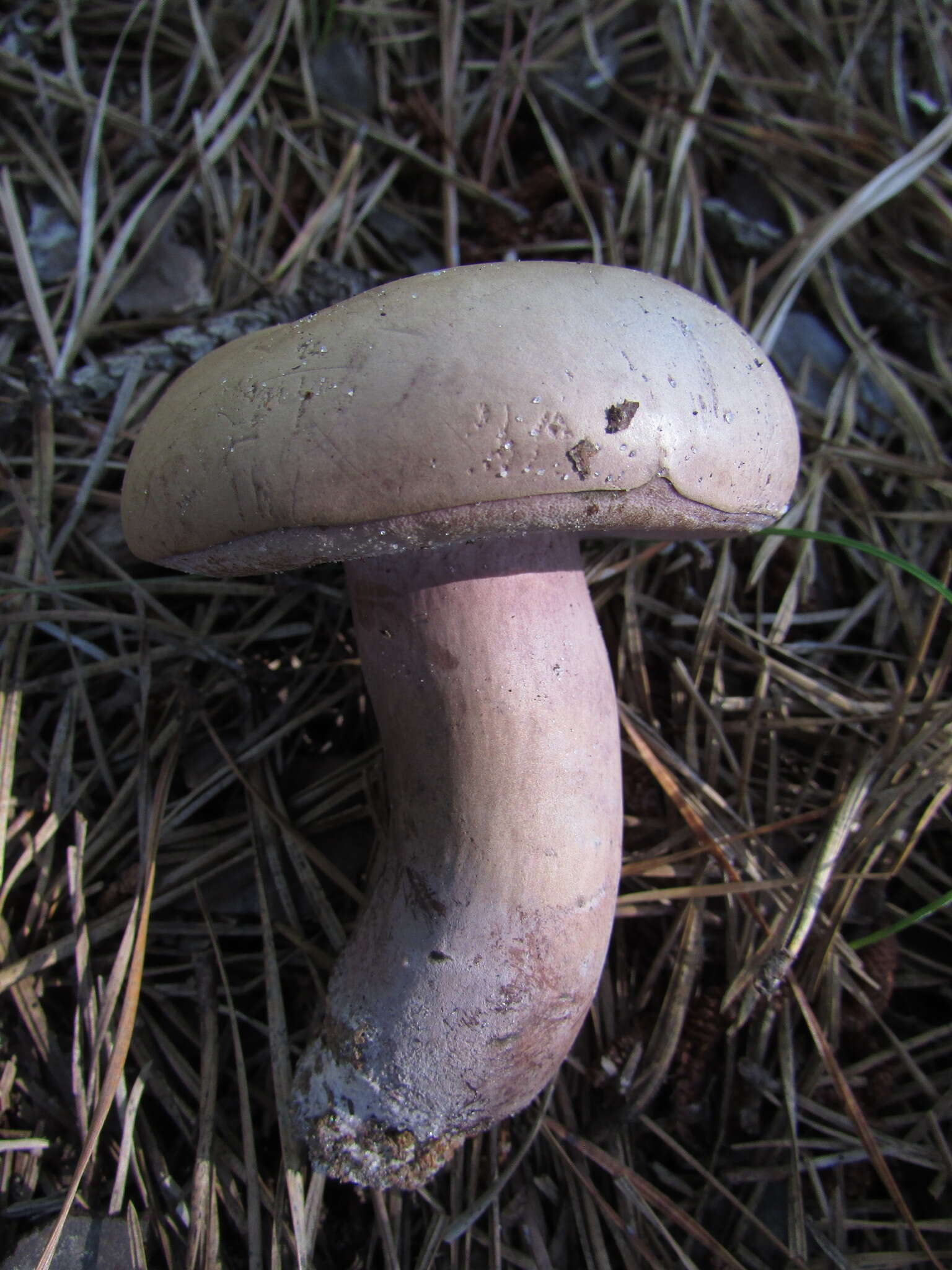 Imagem de Tylopilus violatinctus T. J. Baroni & Both 1998