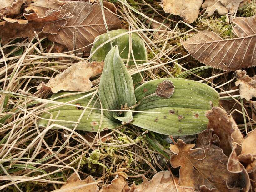 Himantoglossum hircinum (L.) Spreng. resmi