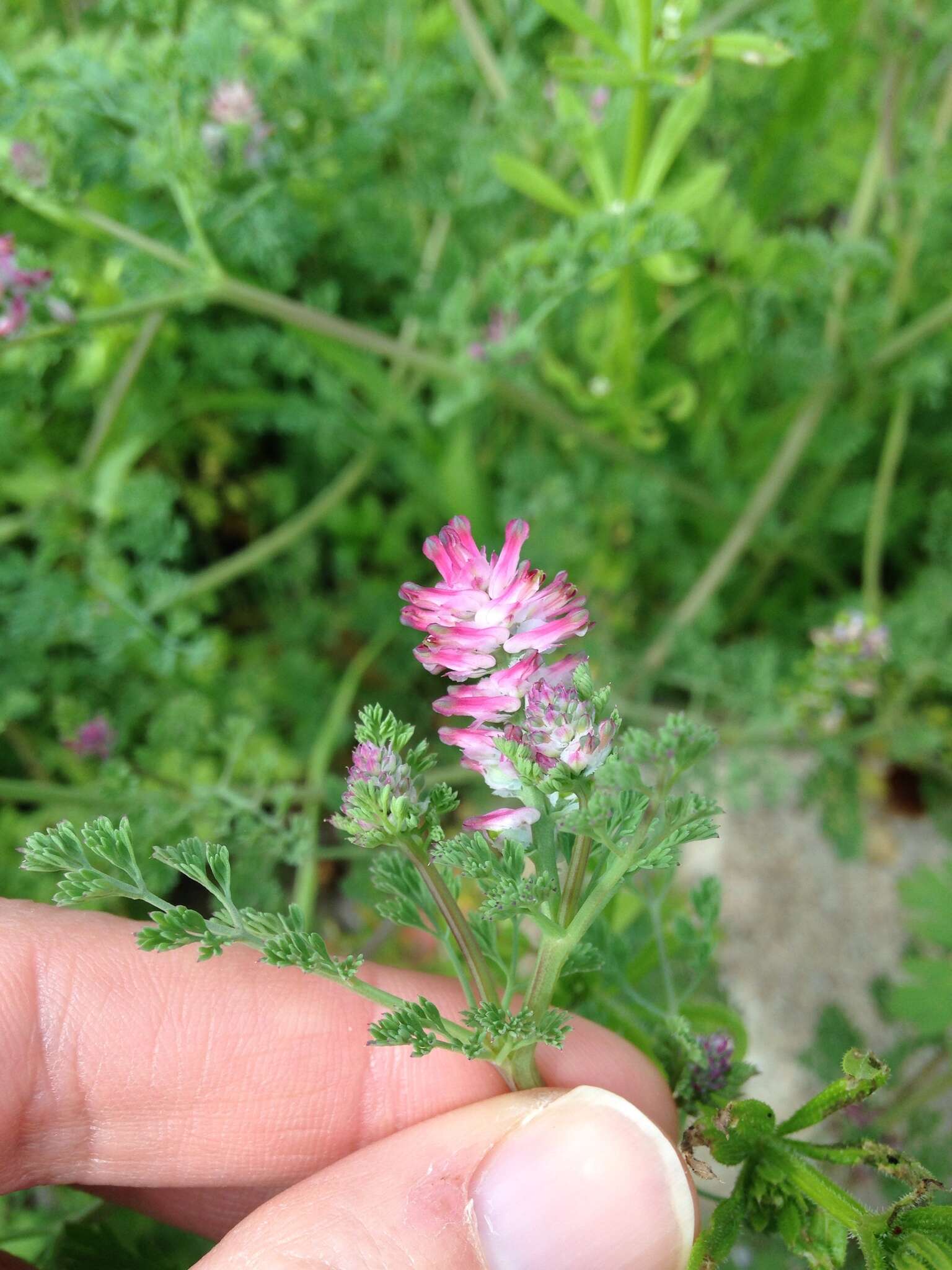 Image of Fumitory