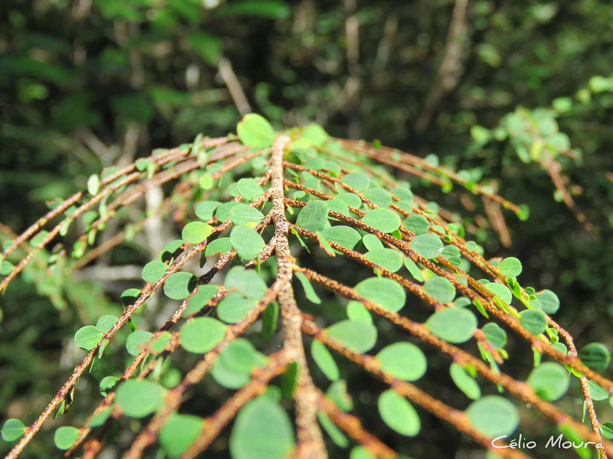 Image of Erythroxylum rosuliferum O. E. Schulz