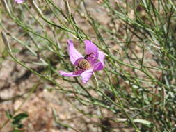 صورة Lygodesmia grandiflora (Nutt.) Torr. & A. Gray