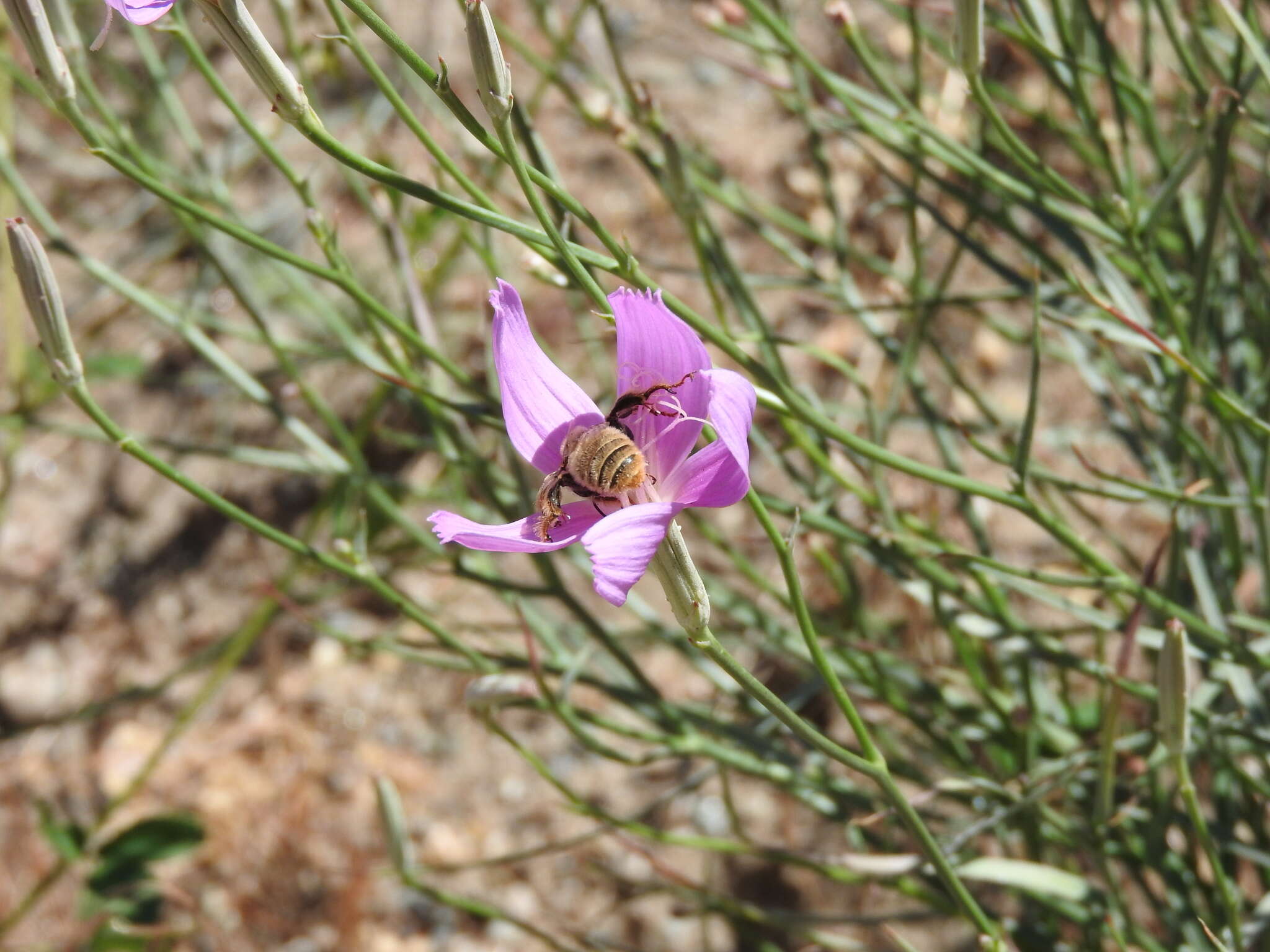 صورة Lygodesmia grandiflora (Nutt.) Torr. & A. Gray