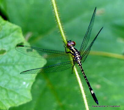 Image of Hylaeothemis apicalis