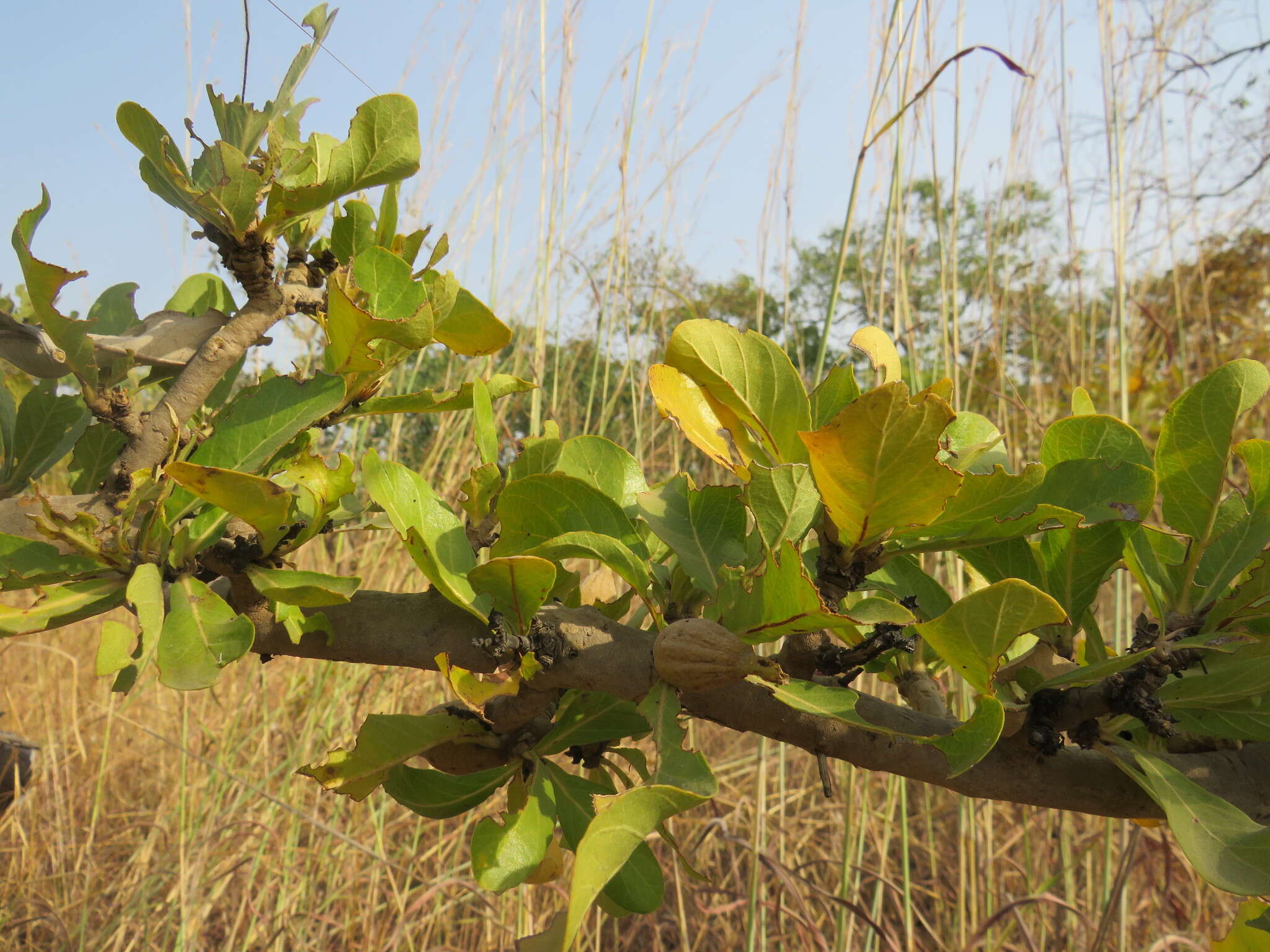 Plancia ëd Gardenia aqualla Stapf & Hutch.