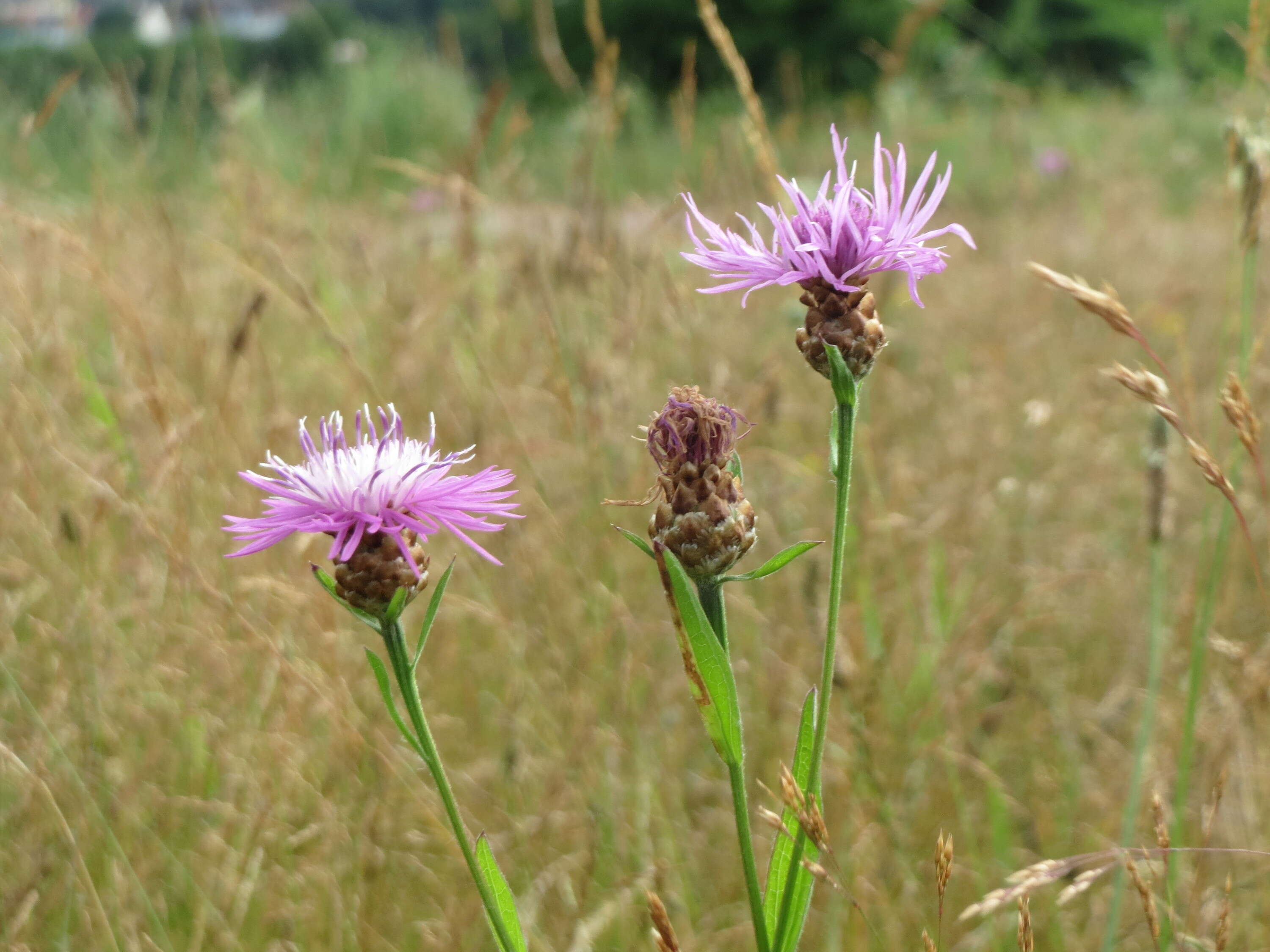 Image of brown knapweed