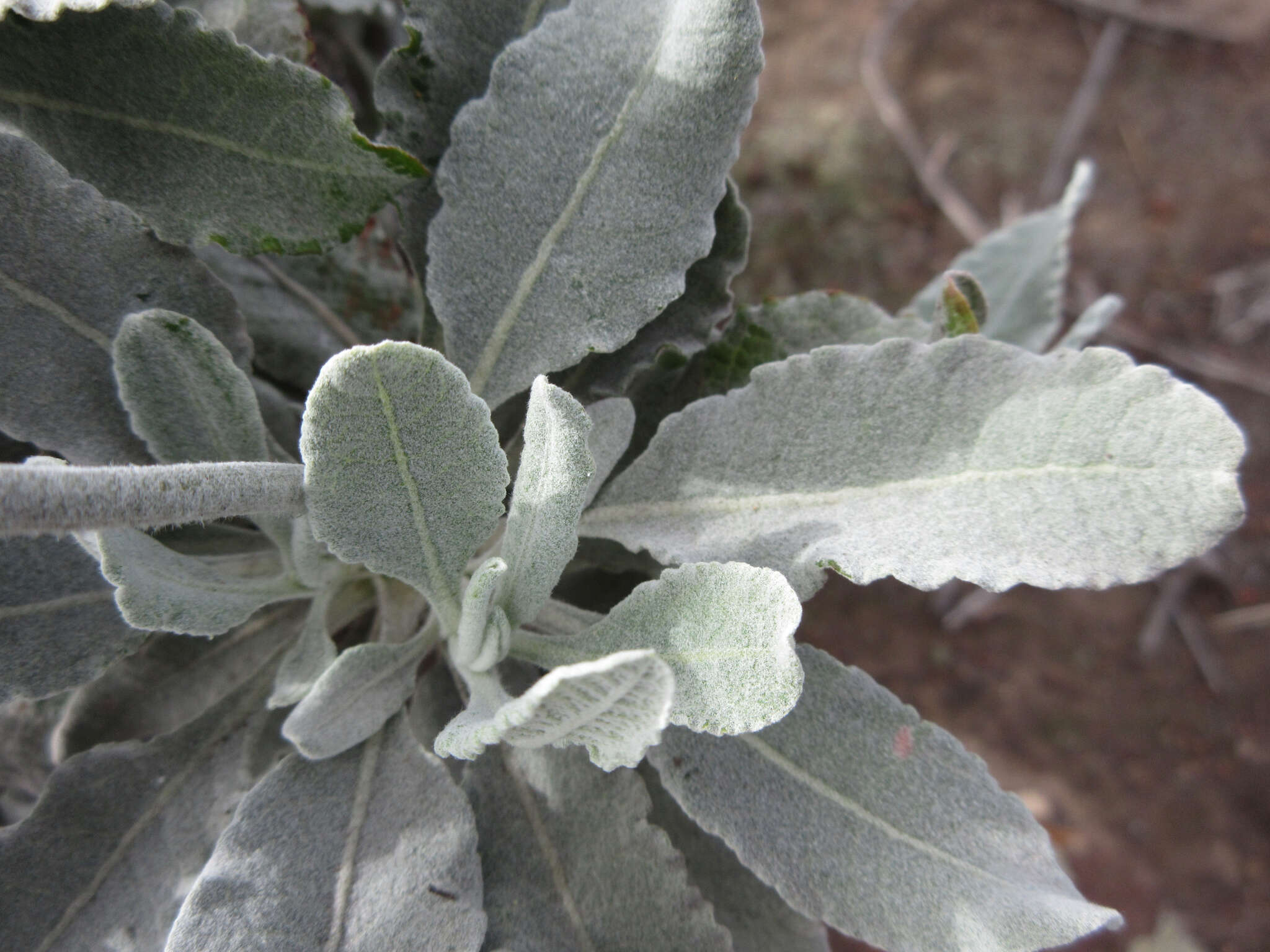 Imagem de Eriogonum giganteum var. formosum K. Brandegee