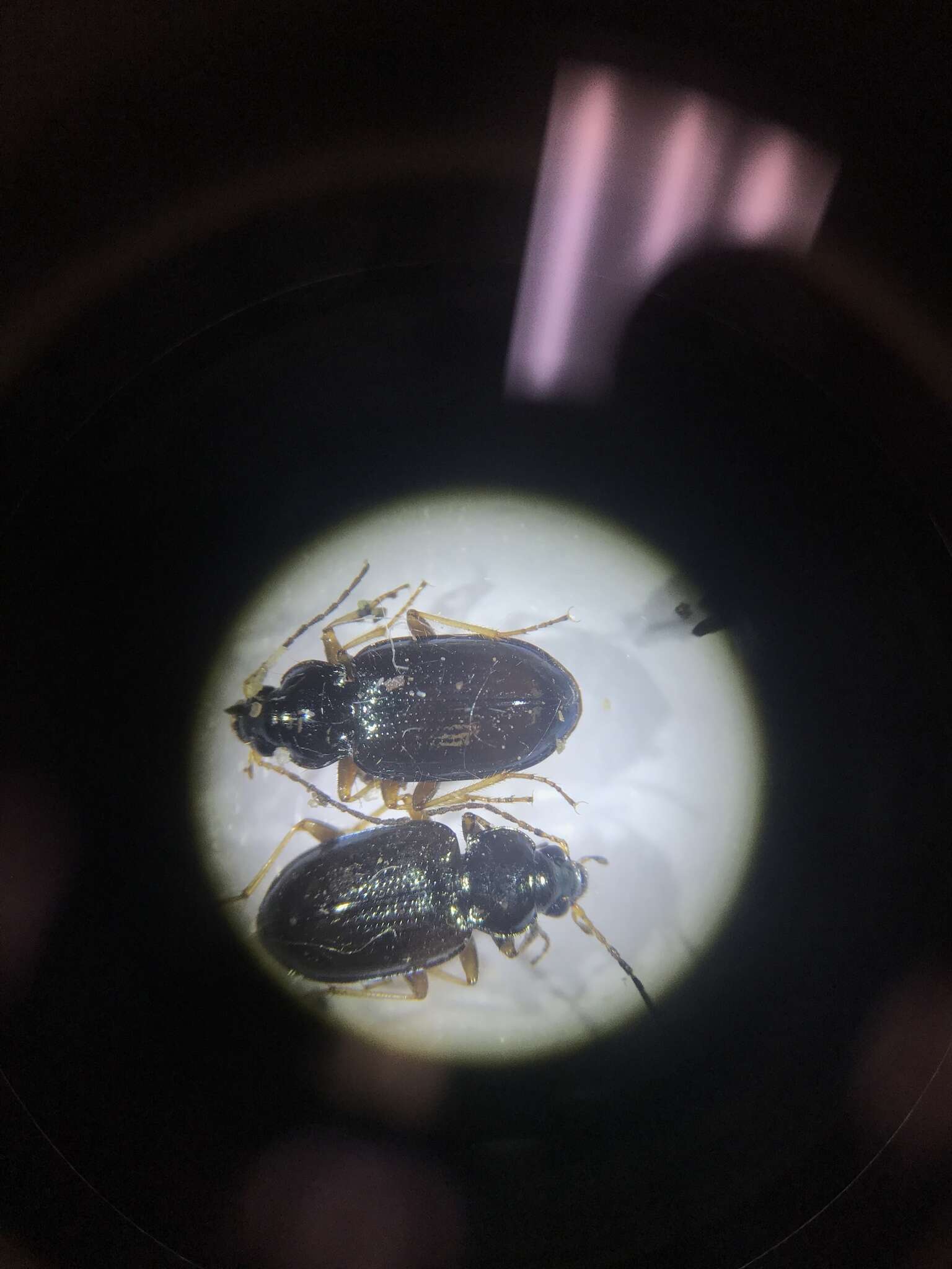 Bembidion (Hydrium) levigatum Say 1823的圖片