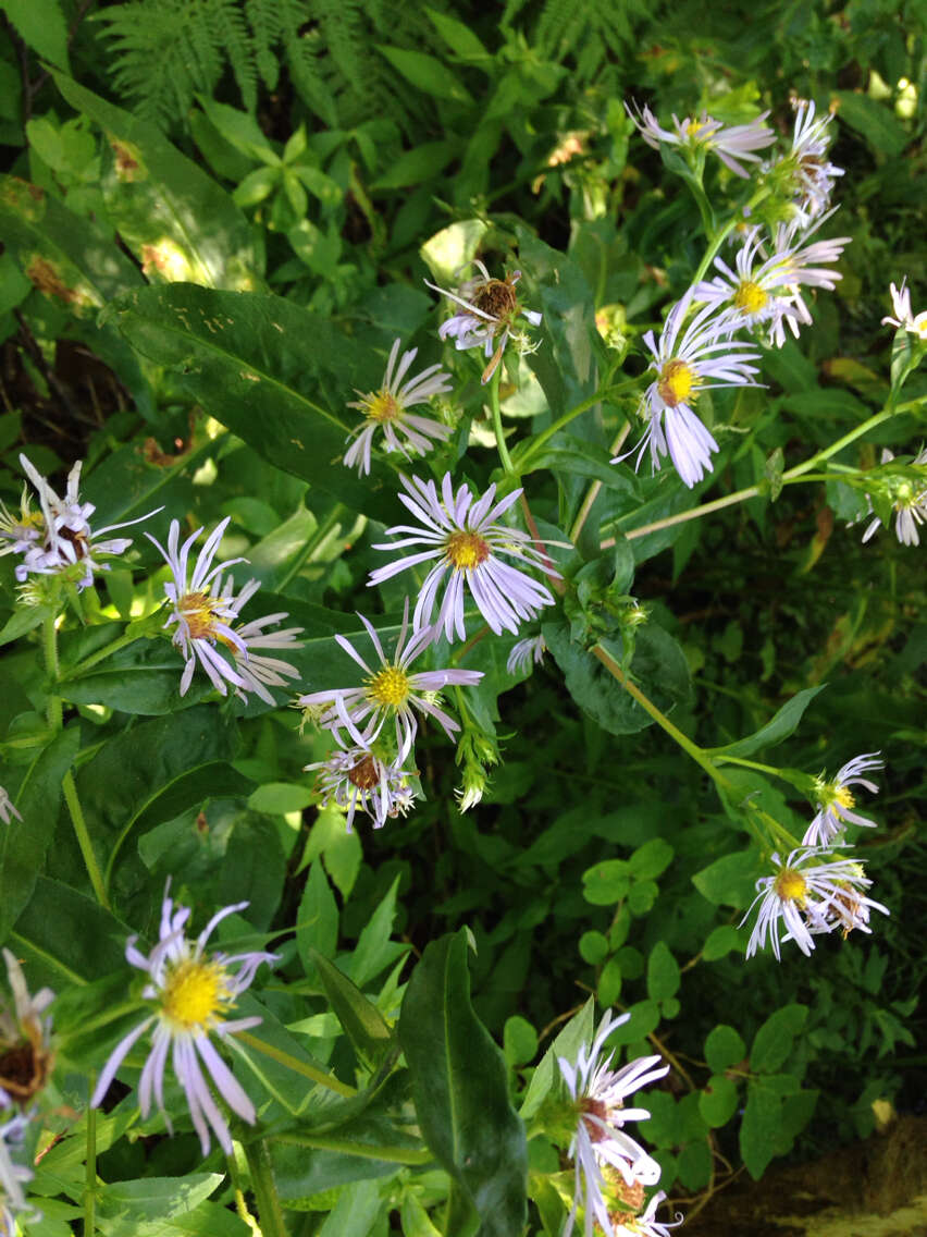 Image of New York aster