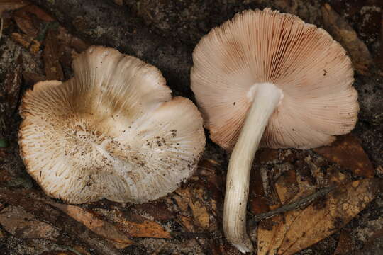 Image of Pluteus ephebeus (Fr.) Gillet 1876