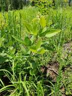 Image of velvetleaf ticktrefoil