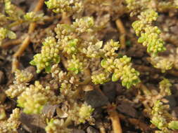 Image of smooth rupturewort