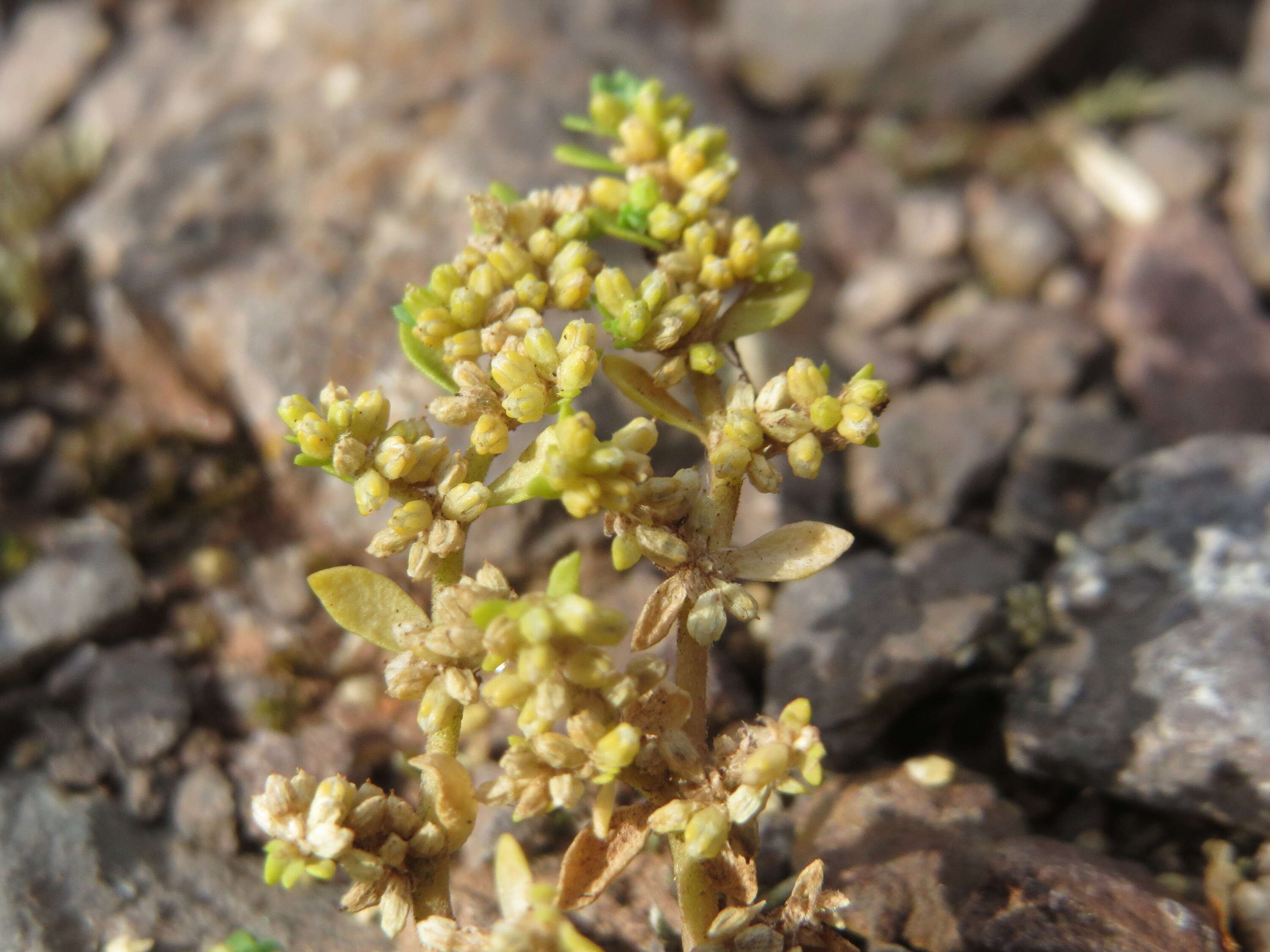 Image of smooth rupturewort