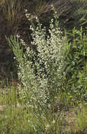 Image of white spanishbroom