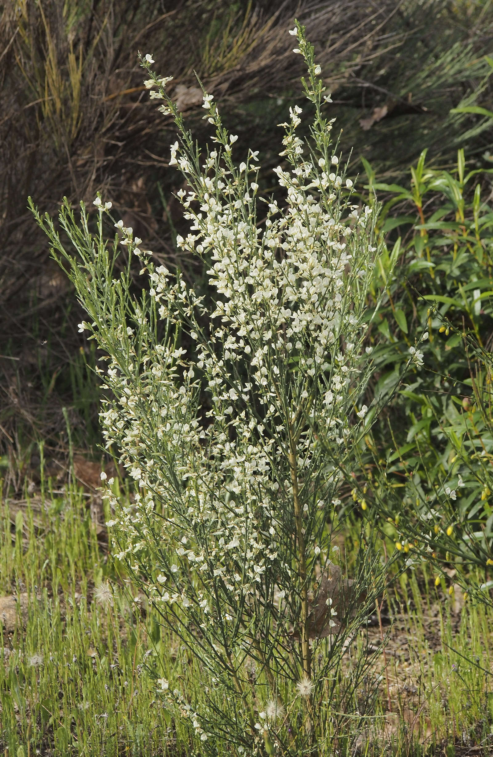 Image de Cytisus multiflorus (L'Her.) Sweet