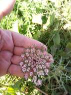 Imagem de Daucus carota subsp. maximus (Desf.) Ball