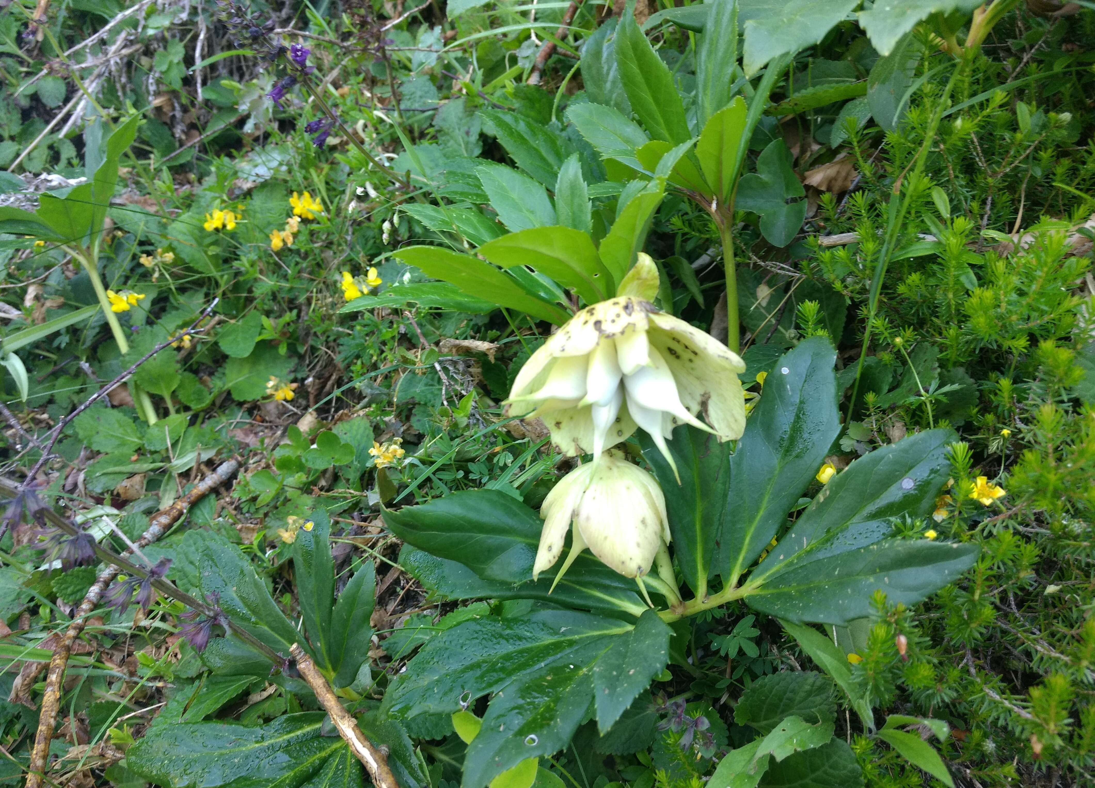 Image of black hellebore