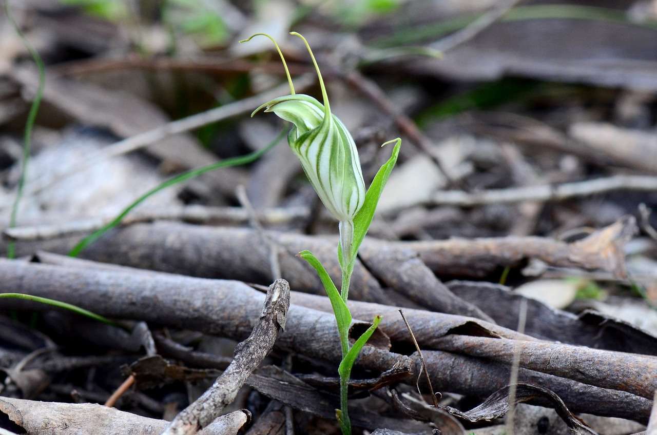 Image of Sharp-leaf greenhood