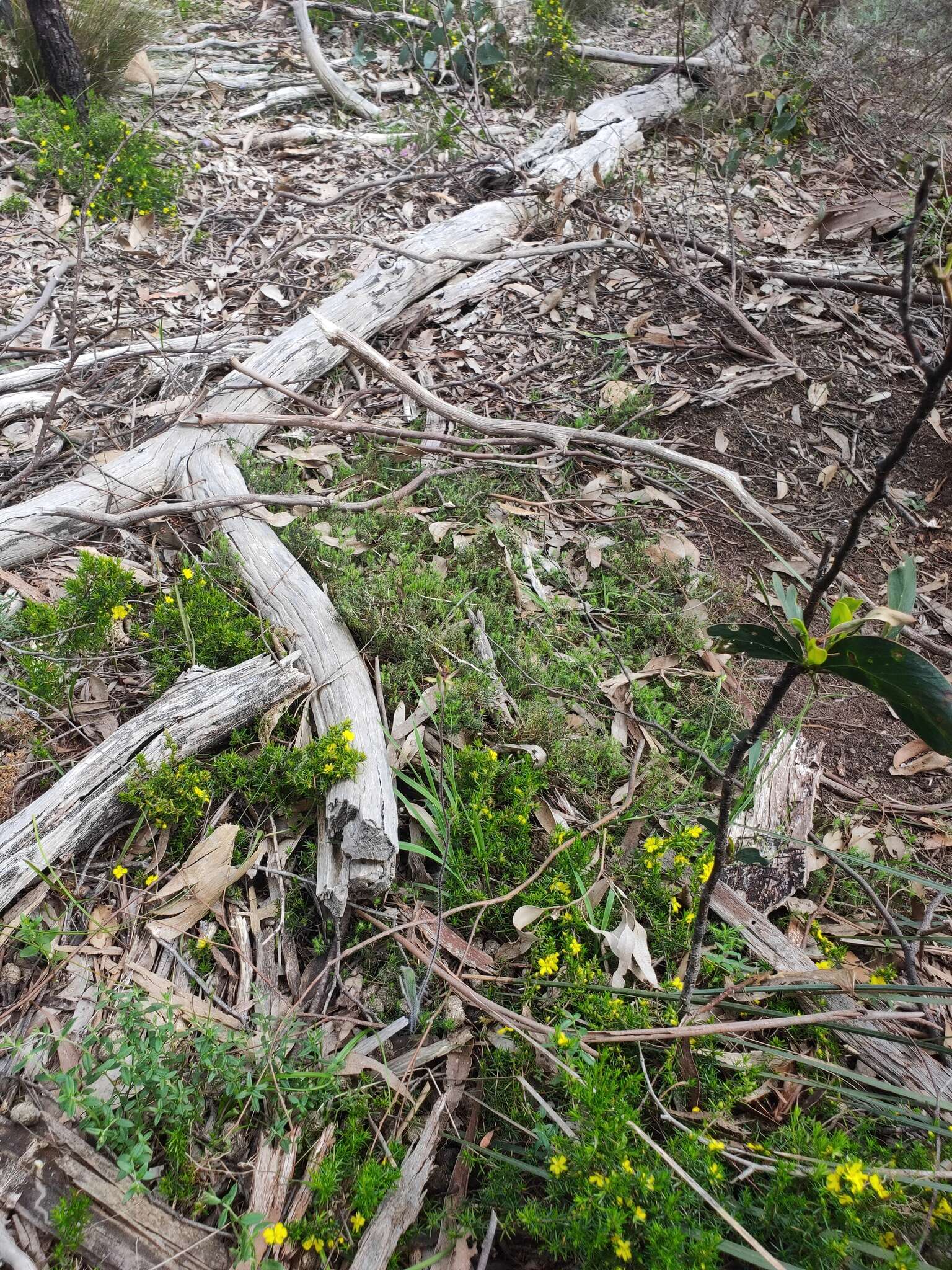 Image of Caladenia leptochila Fitzg.