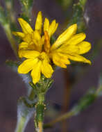 Image of <i>Lessingia <i>glandulifera</i></i> var. glandulifera