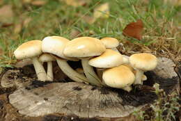 Image of Cyclocybe aegerita (V. Brig.) Vizzini 2014