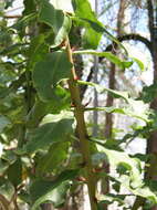 Image of Pereskia stenantha F. Ritter