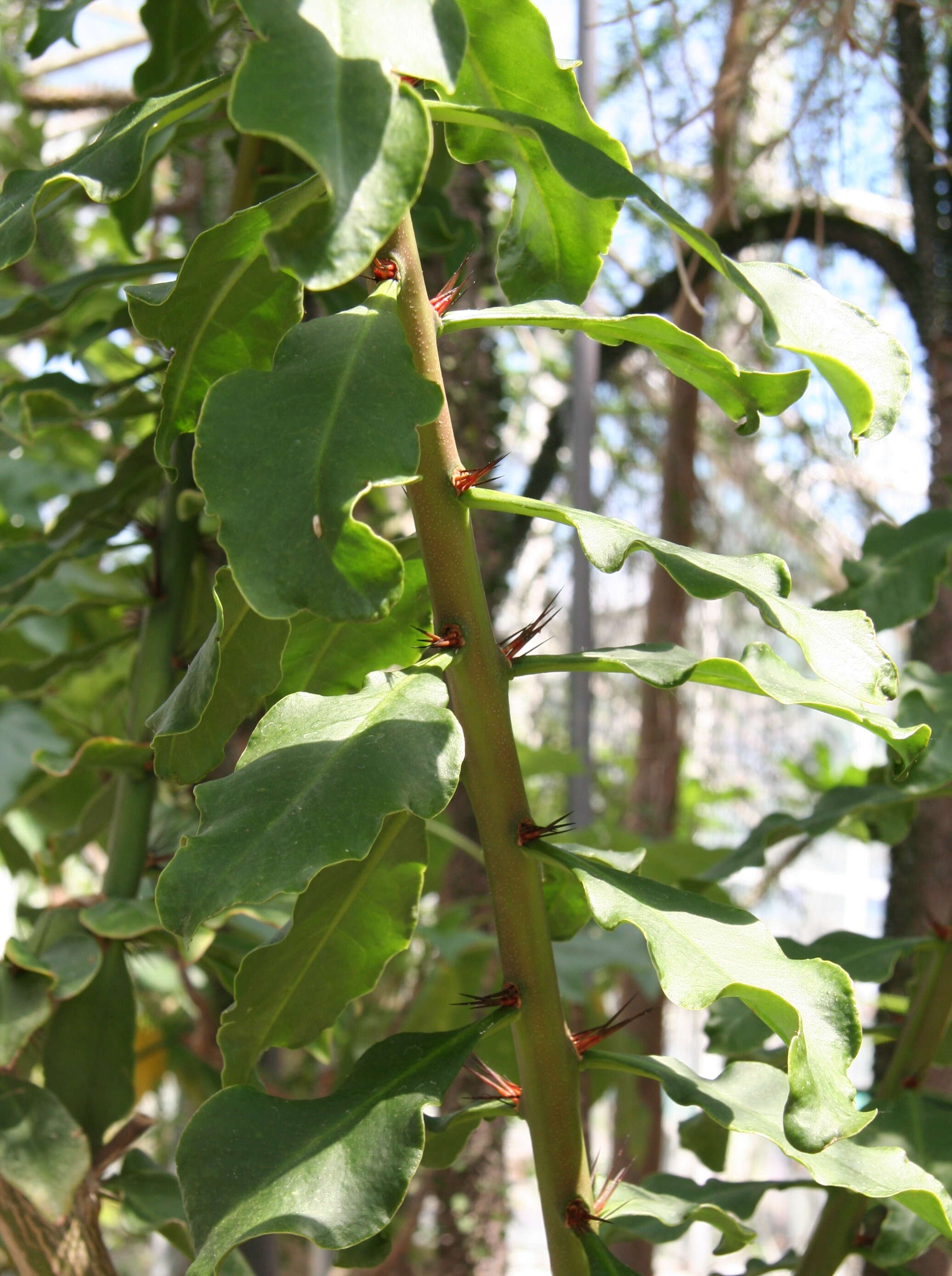 Image of Pereskia stenantha F. Ritter